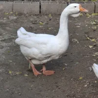 قو غاز نر لیندا و اردک طوسی|حیوانات مزرعه|آمل, |دیوار