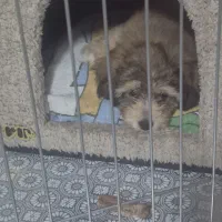 سگ شیتزو نر