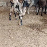 بز تیپ تیپی جوان|حیوانات مزرعه|آزادشهر, |دیوار