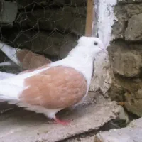 پشت زرد عروسک
