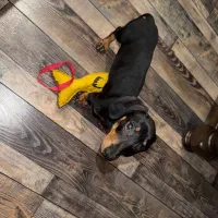 سگ داشهوند (سوسیس)