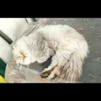 گربه نژاد دار