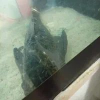 لجن خوار 30سانتی