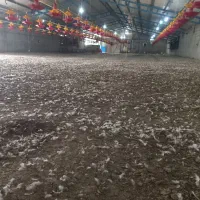 کود مرغی|گل و گیاه طبیعی|دهدشت, |دیوار