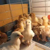 جوجه 20 روزه برهما