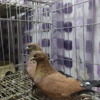 کبوتر کله تاپ