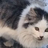 واگذاری گربه پشمکی گردالو