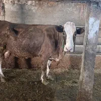 گاو|حیوانات مزرعه|قیدار, |دیوار