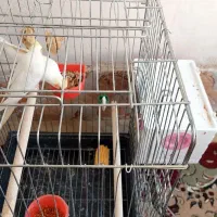 دو جفت عروس هلندی|پرنده|مرودشت, شهرک مهدیه|دیوار