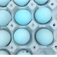تخم مرغ آبی نژاد آراکانا