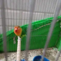 طوطی کوتوله