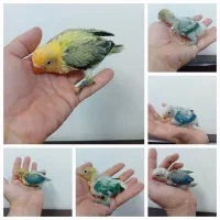 کوتوله برزیلی اپلاین و یووینگ رنگ خاص