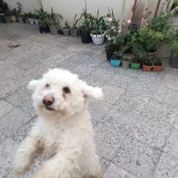 کمشده|سگ|خرمآباد, |دیوار