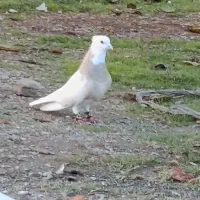 سه عدد طوقی