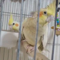 عروس هلندی ماده|پرنده|کرج, حسن آباد|دیوار