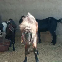 تکشاد نژادی|حیوانات مزرعه|تیمور آباد, |دیوار