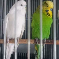 مرغ عشق انگلیسی  گرید بالا با قناری معاوضه میکنم