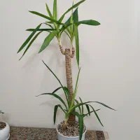 گل و گیاه،معاوضه