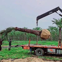 سال نو مبارک  پالم سال جدید|خدمات باغبانی و درختکاری|کرج, جهان‌شهر|دیوار
