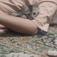 واگذاری توله گربه رایگان ماده