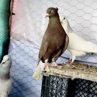 شامی دم سفیدـ سرکه ای دم سفید ـ سرخ دم سفید...|پرنده|قزوین, |دیوار