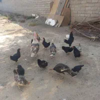 مرغ وخروس
