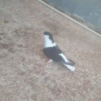 دوبال اندیمشک