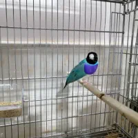 بانوی فنچ ها