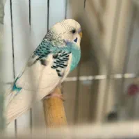 مرغ عشق  نر و ماده بدون قفس