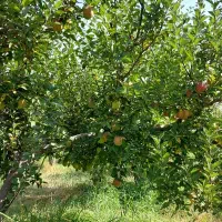 اجاره باغ سیب قرمز