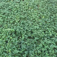 نشا توتوفرنگی|خدمات باغبانی و درختکاری|سنندج, |دیوار