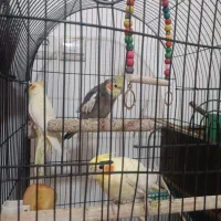 عروس هلندی بالغ|پرنده|نیشابور, بزرگمهر|دیوار