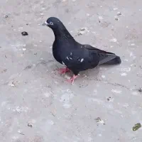 باقره نر