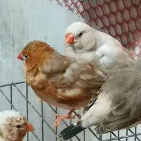 فنچ فول اورنج هالف اورنج شارکول، کرواتی، زبرا ابلغ|پرنده|تهران, امام زاده حسن|دیوار