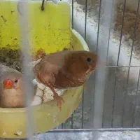 فنچ گلو بریده زبرا کرواتی پارسون سیلور گلدین|پرنده|تهران, دولاب|دیوار