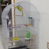 قفس پرنده|پرنده|شیروان (خراسان), |دیوار