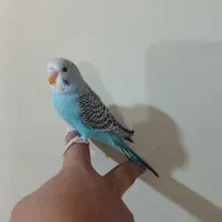 مرغ عشق|پرنده|اهواز, اسلام آباد شرقی|دیوار