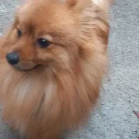 پامرین خرسی