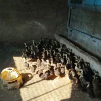 جوجه اردک اسراییلی 40 روزه|حیوانات مزرعه|بهشهر, |دیوار