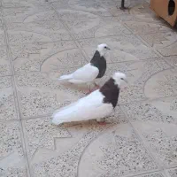 فروش جفت طوقی