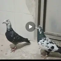 کفترجفت سوسکی عتیقه فروشی