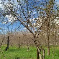 باغچه-گلمکان