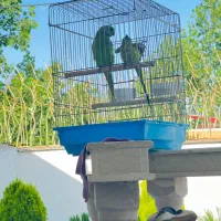 یک جفت ملنگو کارداده