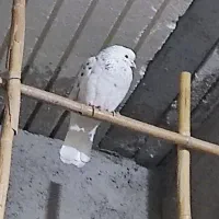 کبوترفروشی