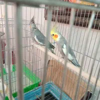 عروس هلندی مولد