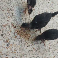 جوجه|حیوانات مزرعه|شیراز, بهارستان|دیوار