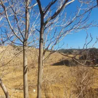 کلنگی-با-موقعیت-ساخت-عالی