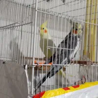 عروس هلندی|پرنده|مشهد, باغ فراگرد|دیوار