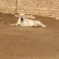 سگ‌افغان‌‌الماس|حیوانات|قم, جمکران|دیوار