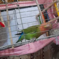 طوطی برزیلی نژاددار رنگ سبز یاقوتی